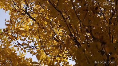 秋天金黄的树叶随风摇曳唯美实拍